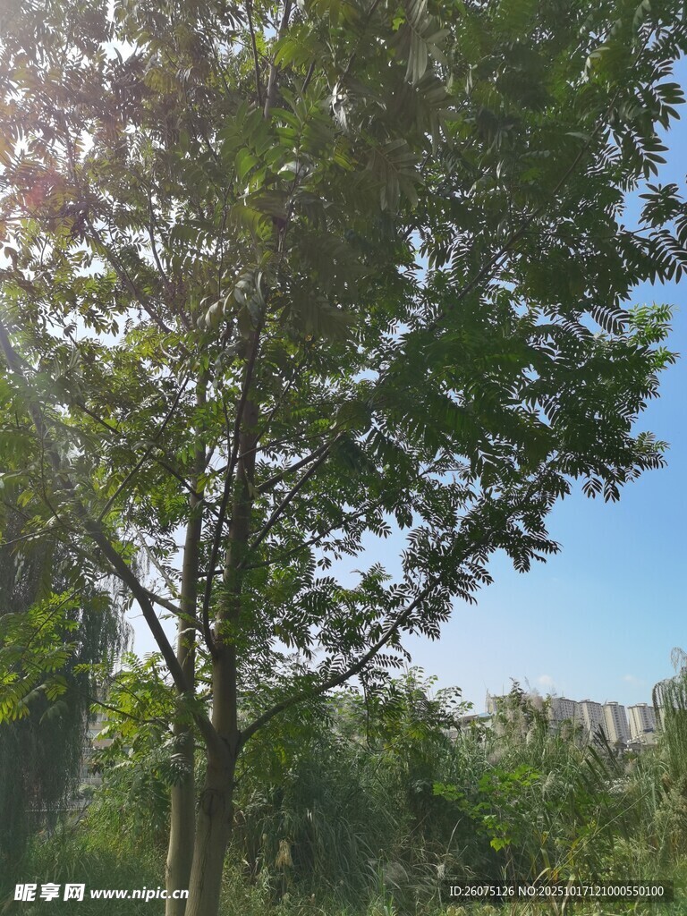 阳光下的绿树与蓝天