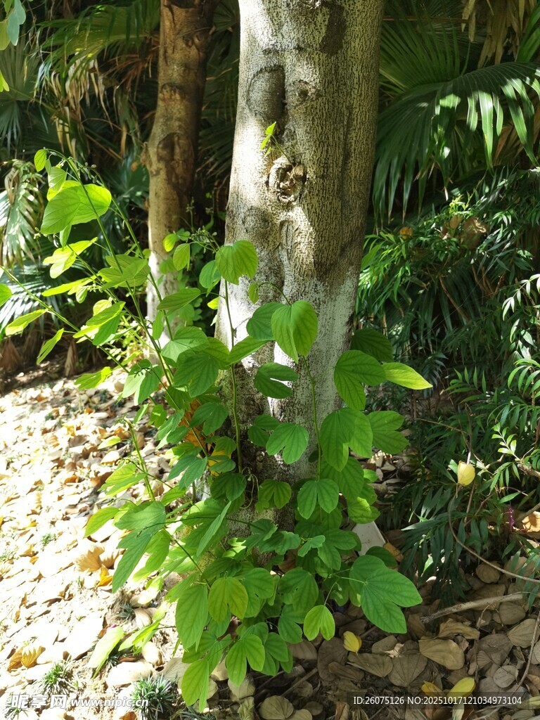 树干旁的翠绿植物