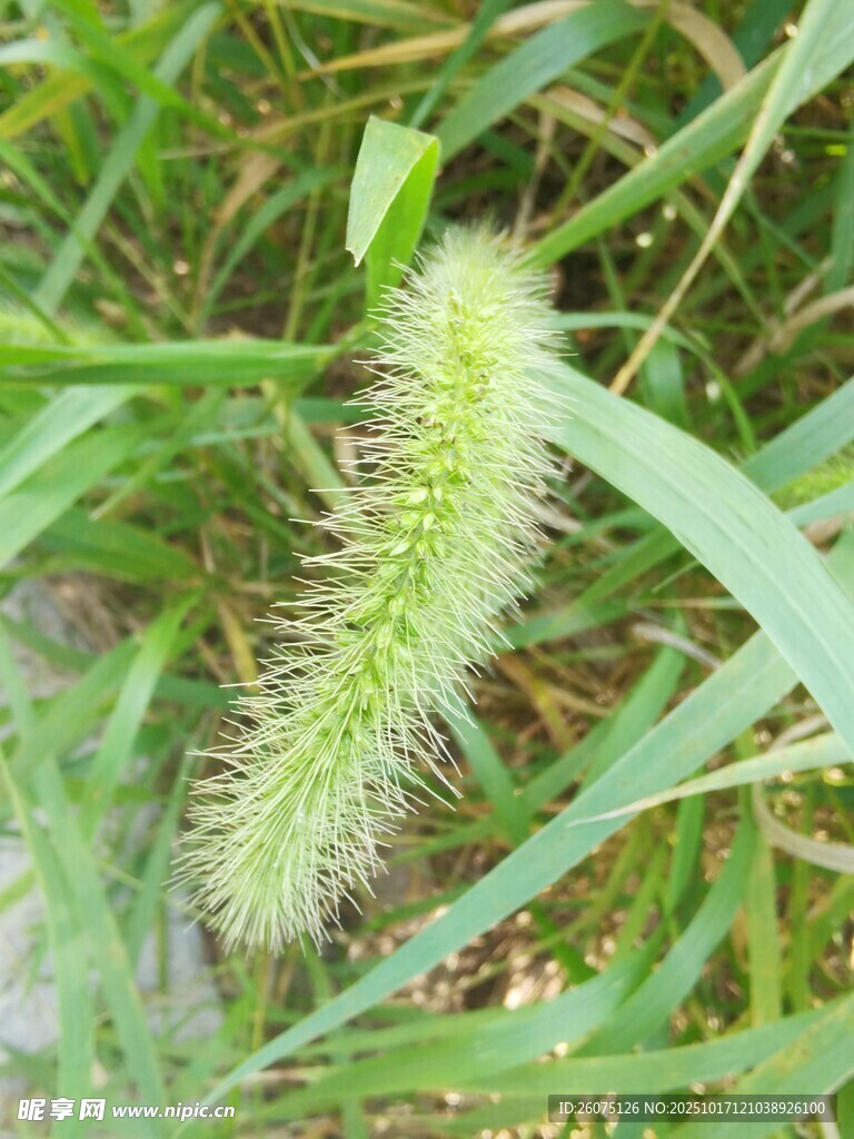 狗尾巴草特写