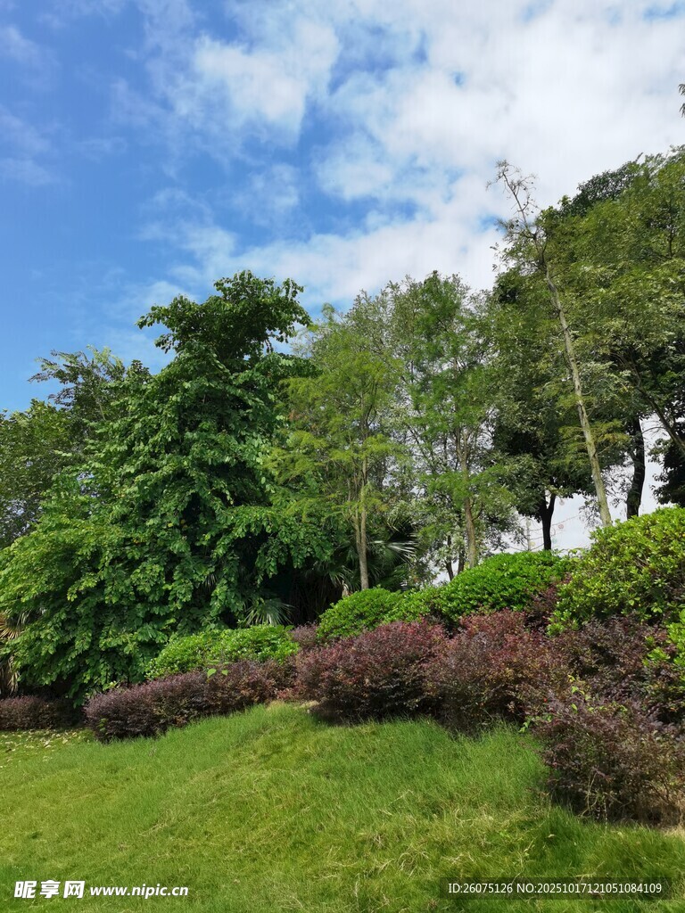 绿意盎然的户外自然景致