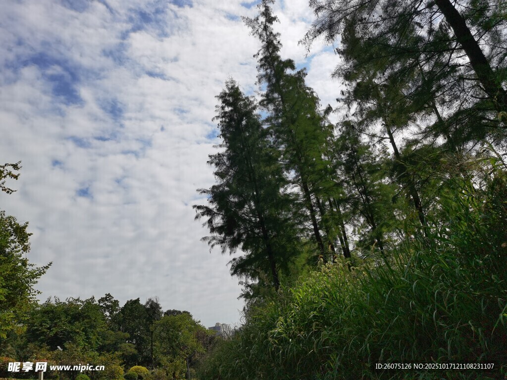 林间葱郁树木与蓝天白云
