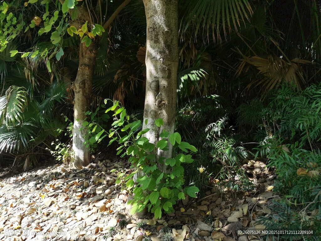 林间繁茂绿植景象