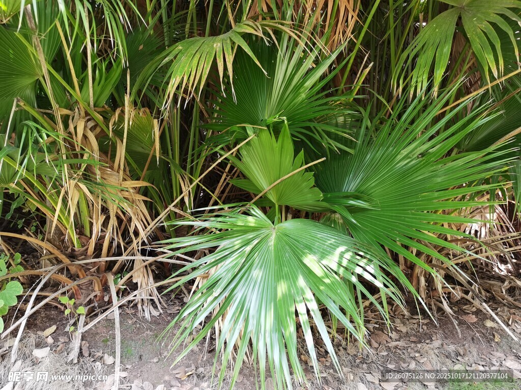 翠绿棕榈叶自然清新景致