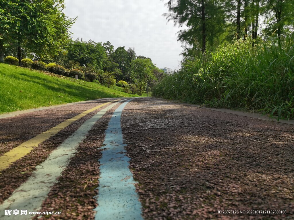 彩色条纹铺就的林间小路