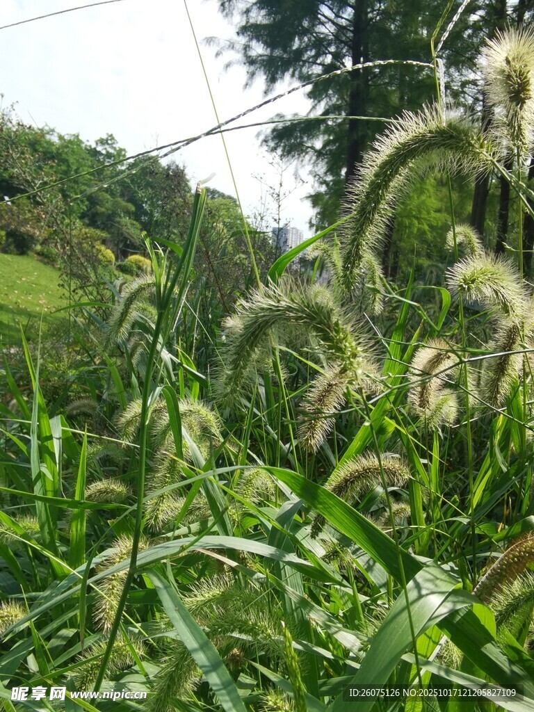 田野中的蓬勃绿色植物