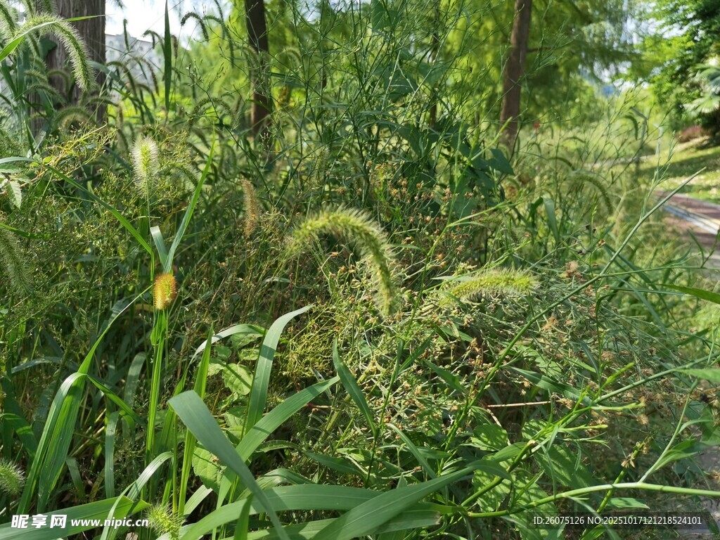 野外繁茂的绿色植物小径
