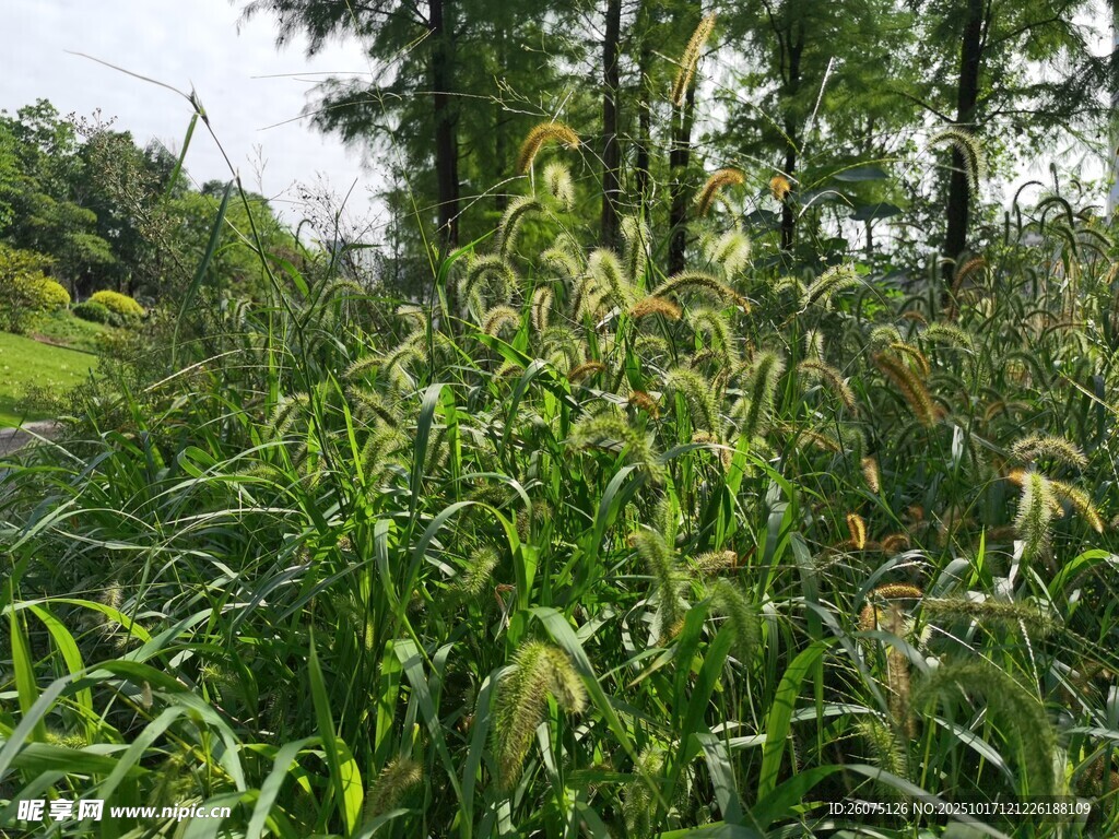野外茂密的绿色植物景观