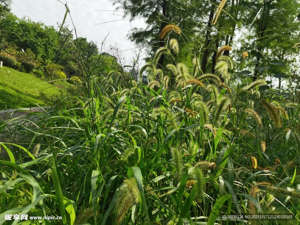 野外茂盛的绿色植物景观