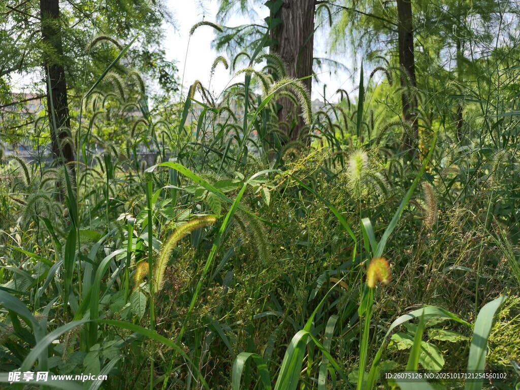 茂密林间植被景观
