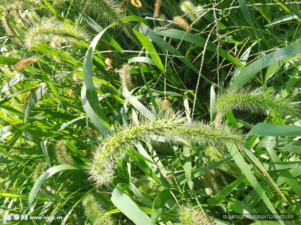 田野中的狗尾草