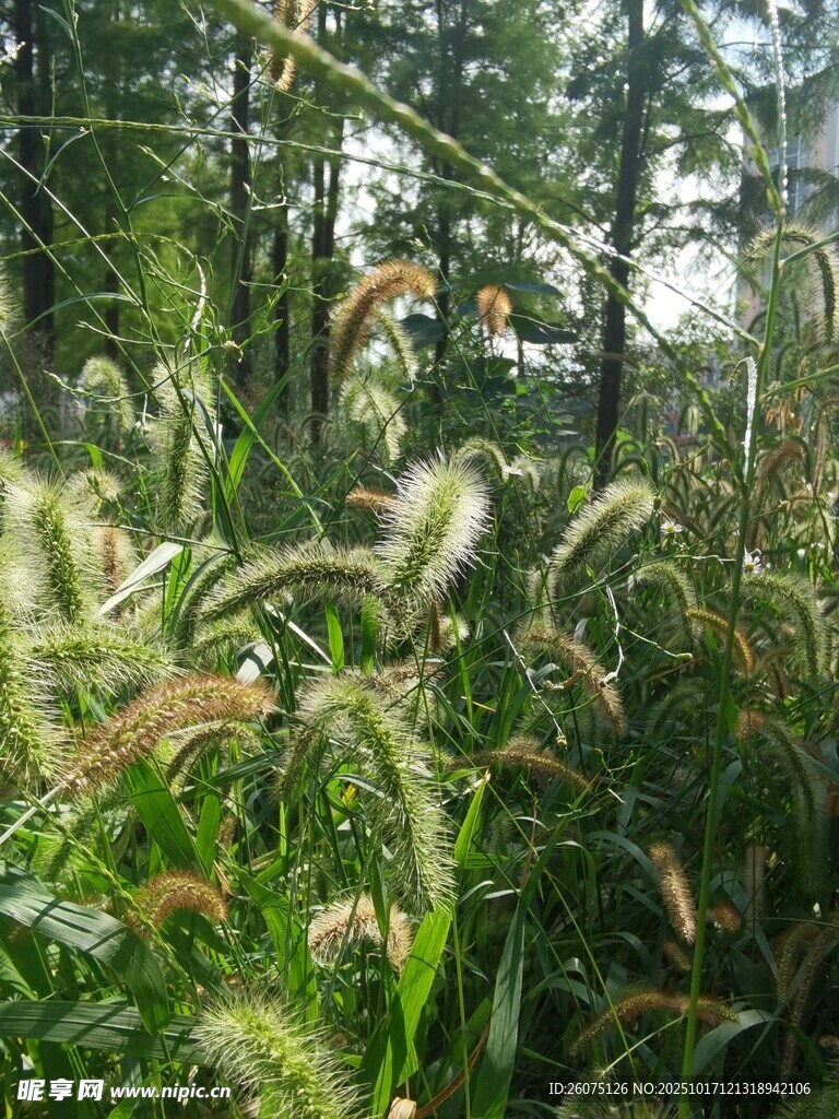 野外蓬勃生长的绿色植物