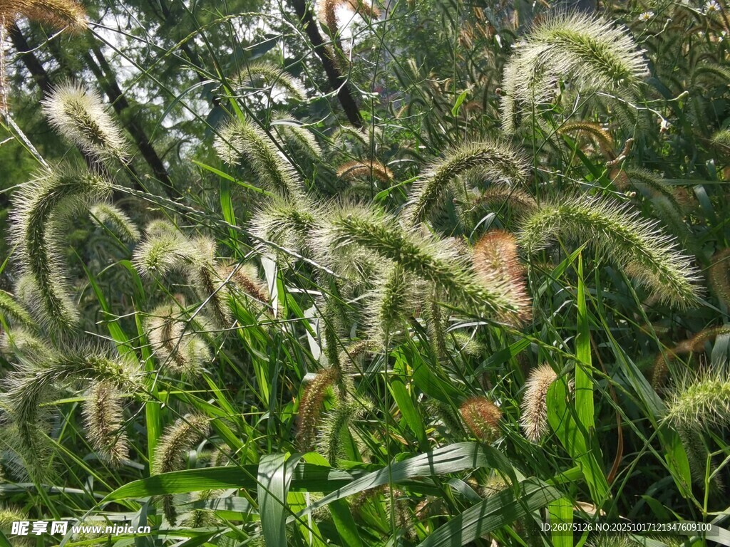 狗尾草在风中摇曳