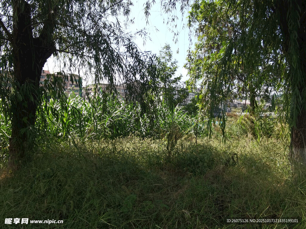 林间草地风光