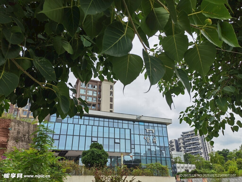 绿叶掩映下的现代建筑