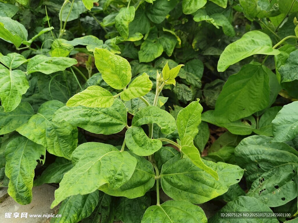绿叶植物特写