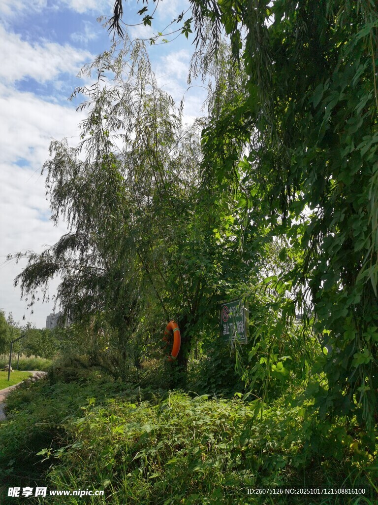 绿意盎然的户外自然景致