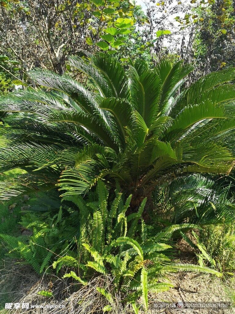 户外铁树及周边绿植景观