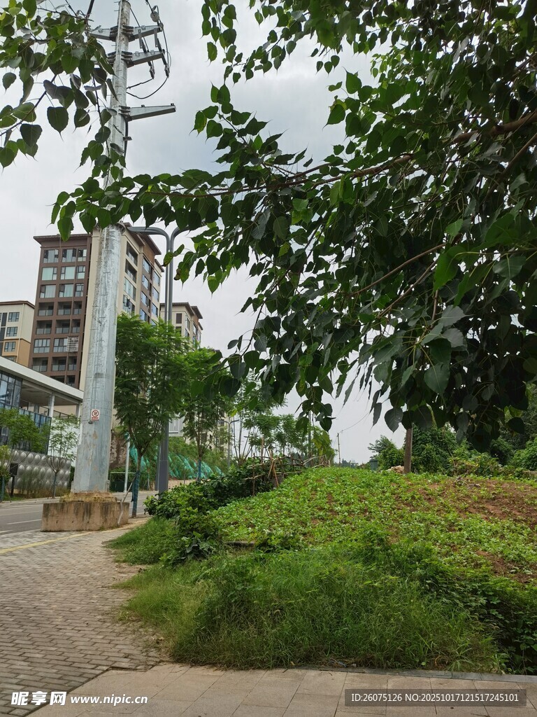 城市中的绿植与建筑景观