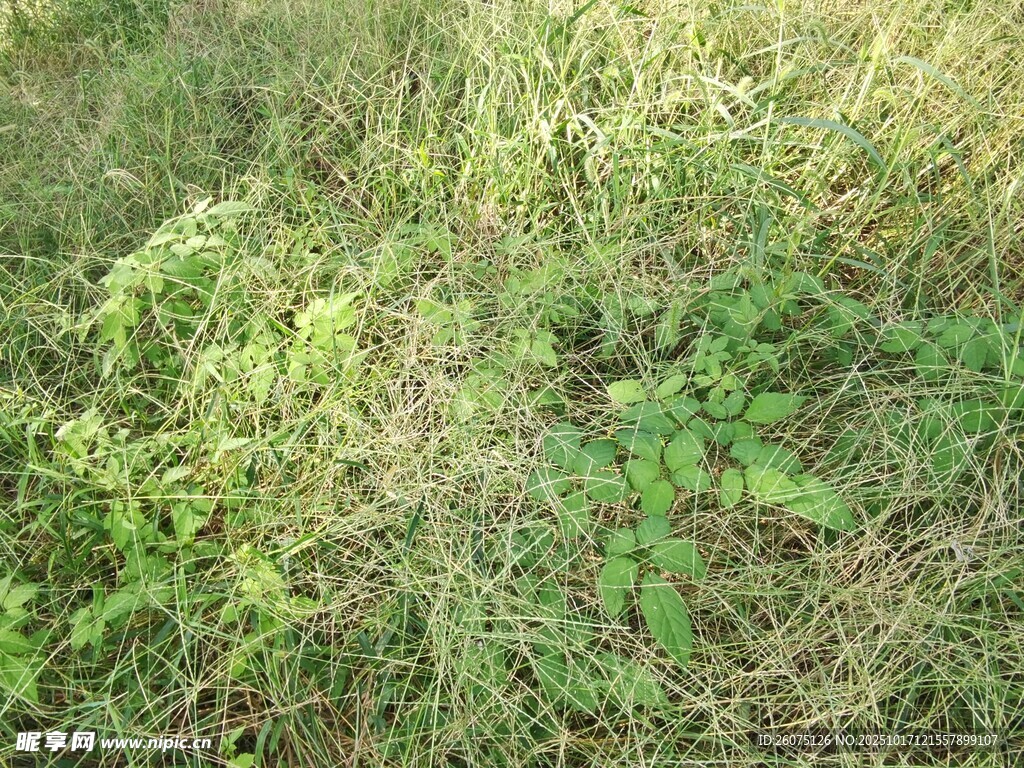 野外繁茂的绿色杂草
