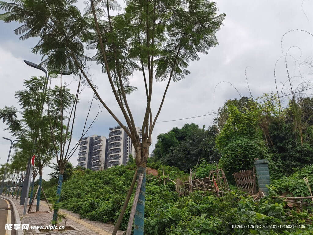 城市街边绿树与繁茂植被