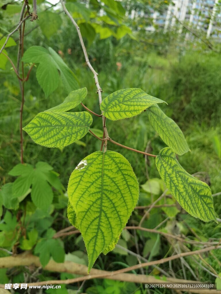 嫩绿叶片的野外植物景象