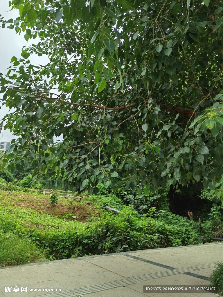 绿意盎然的户外小路场景