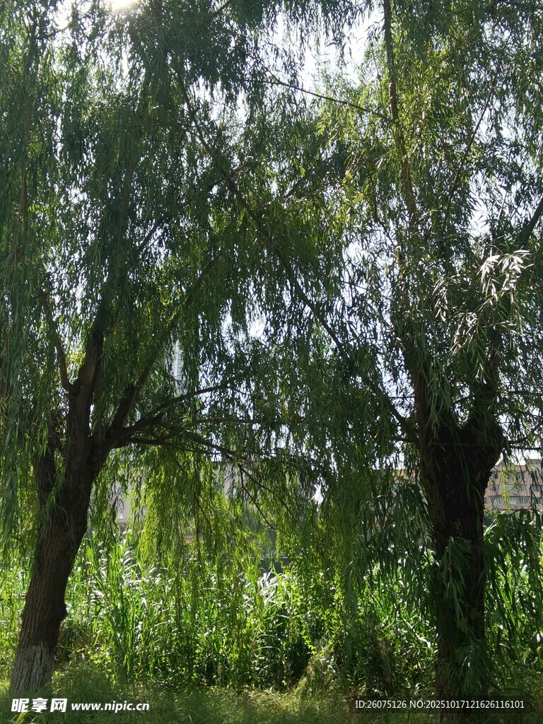 夏日林间绿意盎然