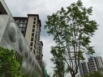 城市中绿树与高楼景观