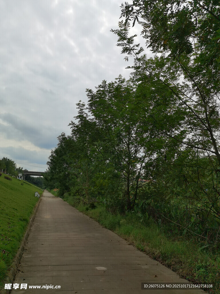 林间小径绿意盎然的风景