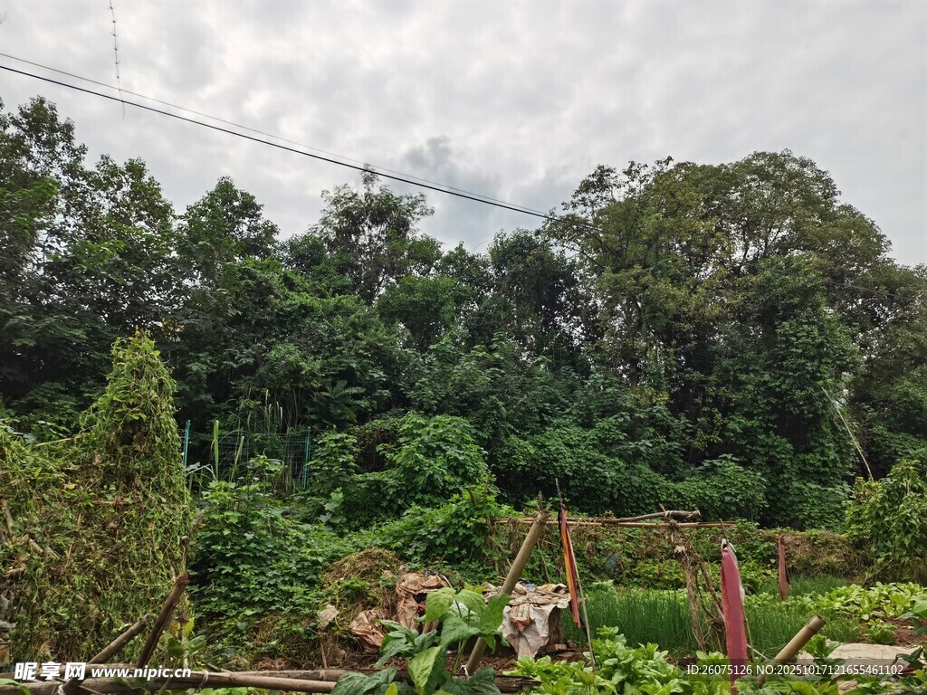 绿意盎然的乡村田园景象