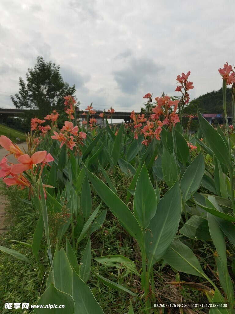 美人蕉花丛绿意盎然