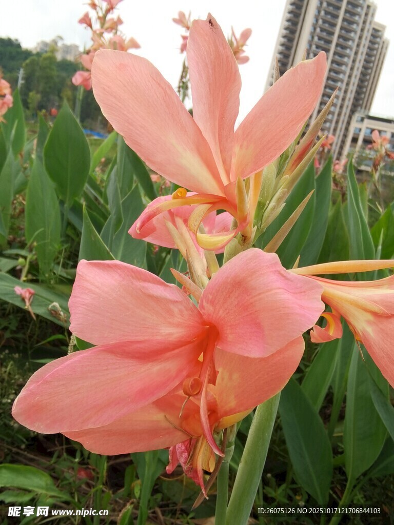 粉色美人蕉绽放