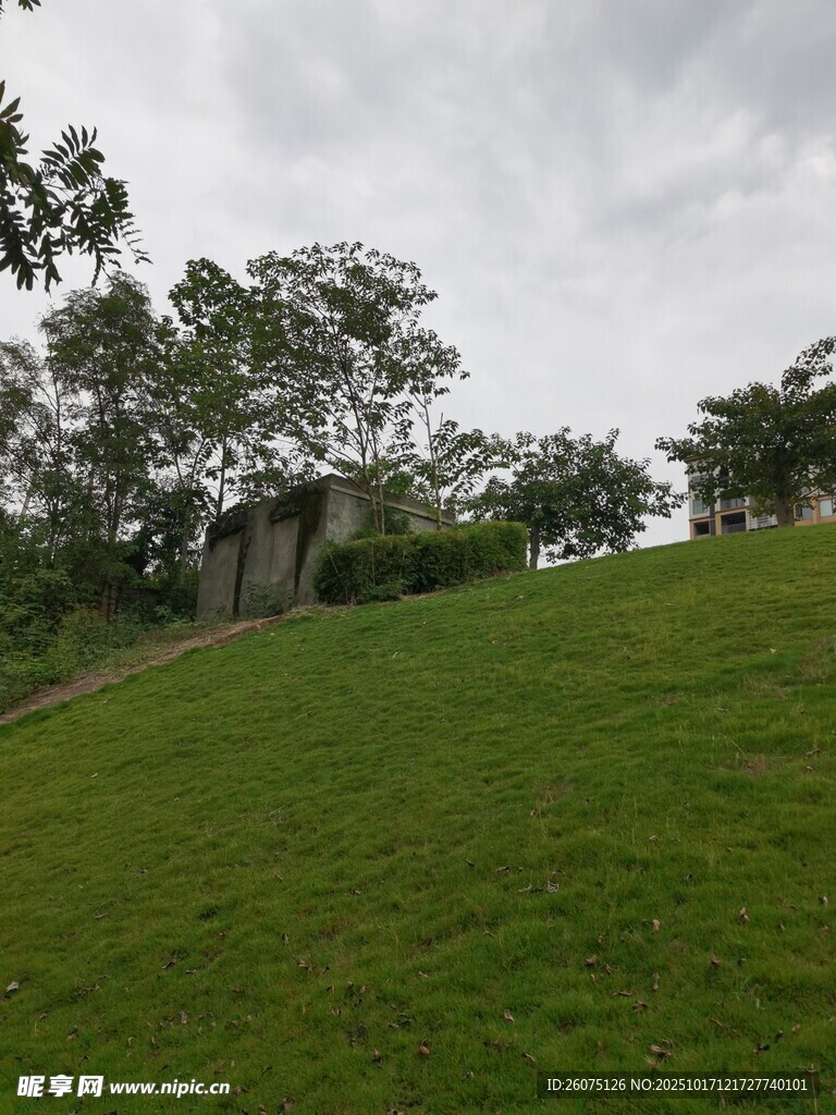 绿意盎然的户外山坡景色