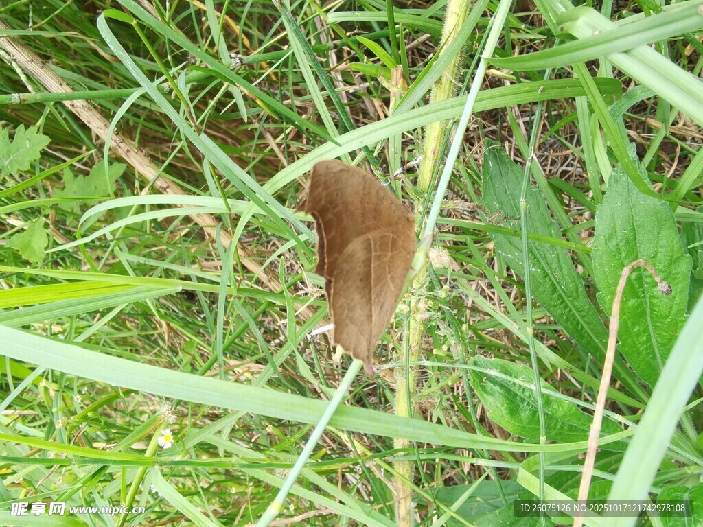 草丛中的棕色小老鼠