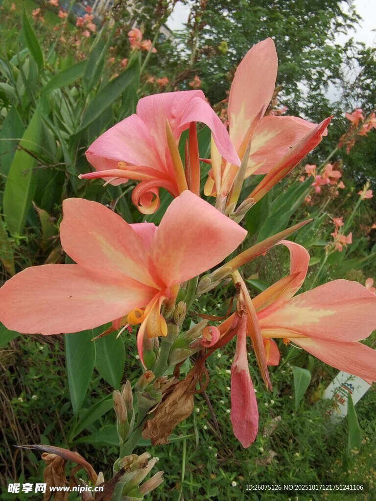 娇艳粉色花朵绽放