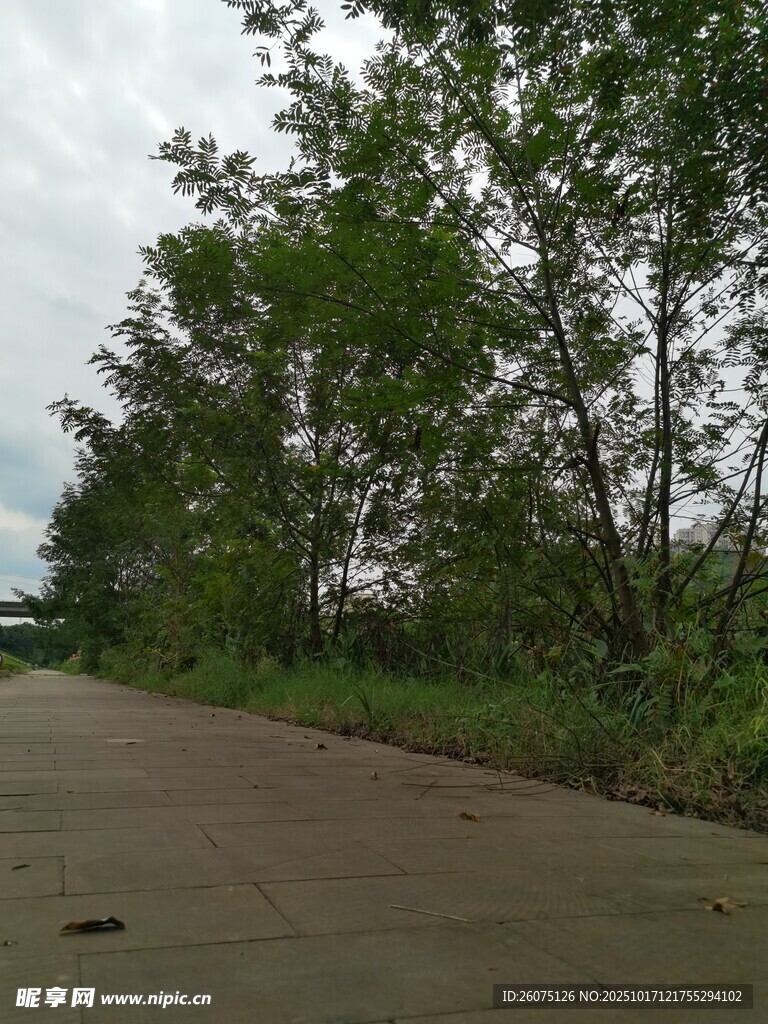 乡间水泥路旁的葱郁树木