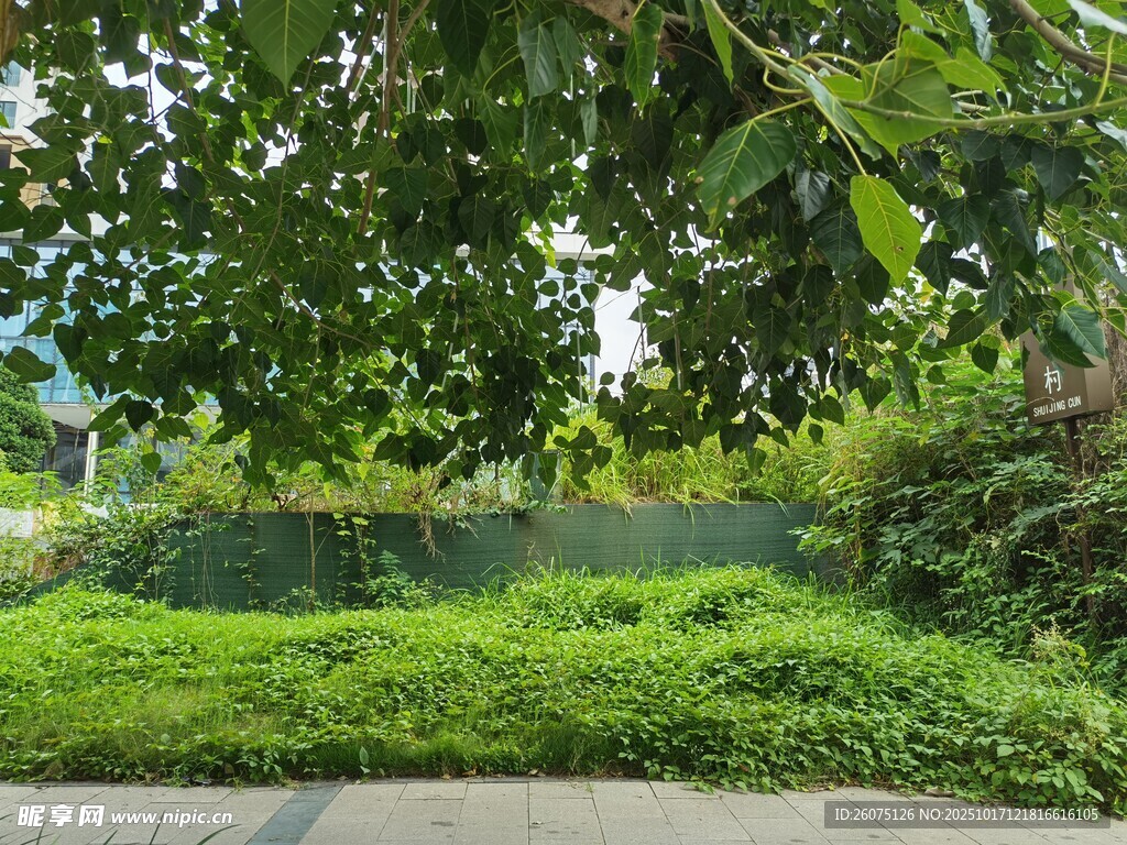 绿意盎然的户外植物景观