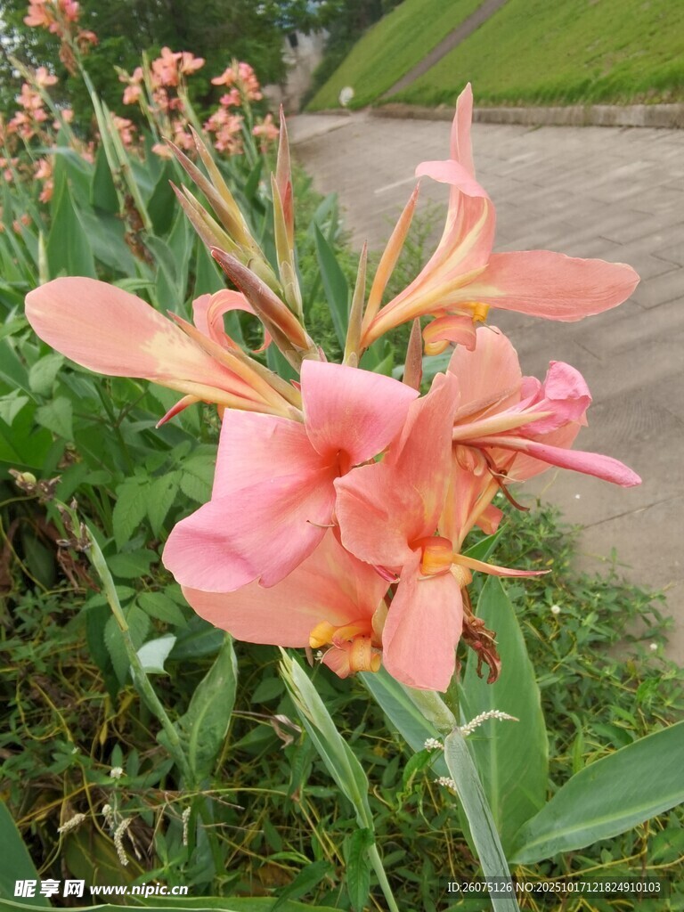 粉色美人蕉绽放