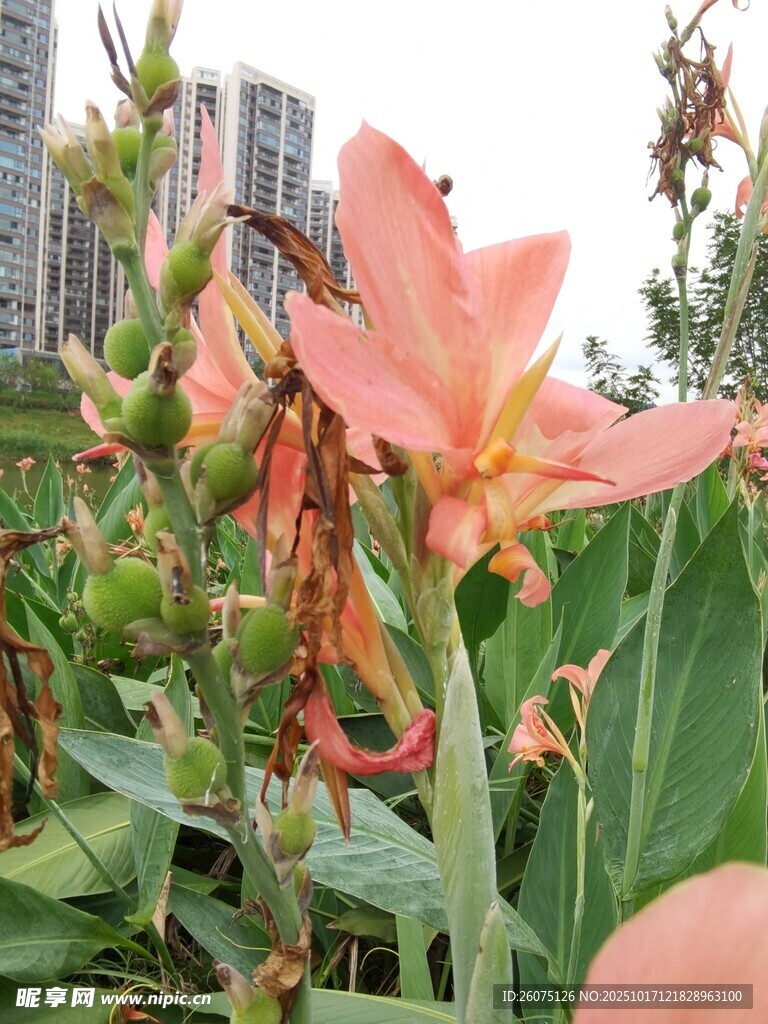 娇艳美人蕉绽放于城市边