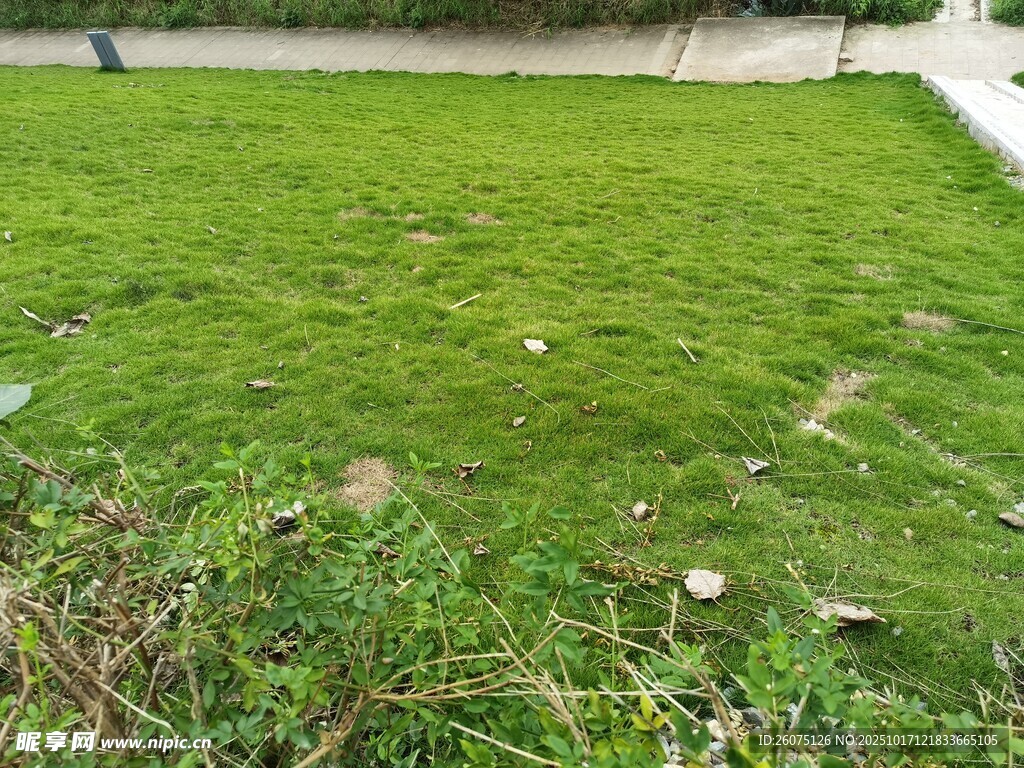 翠绿草坪生机盎然的景致