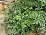 绿叶繁茂的植物景观