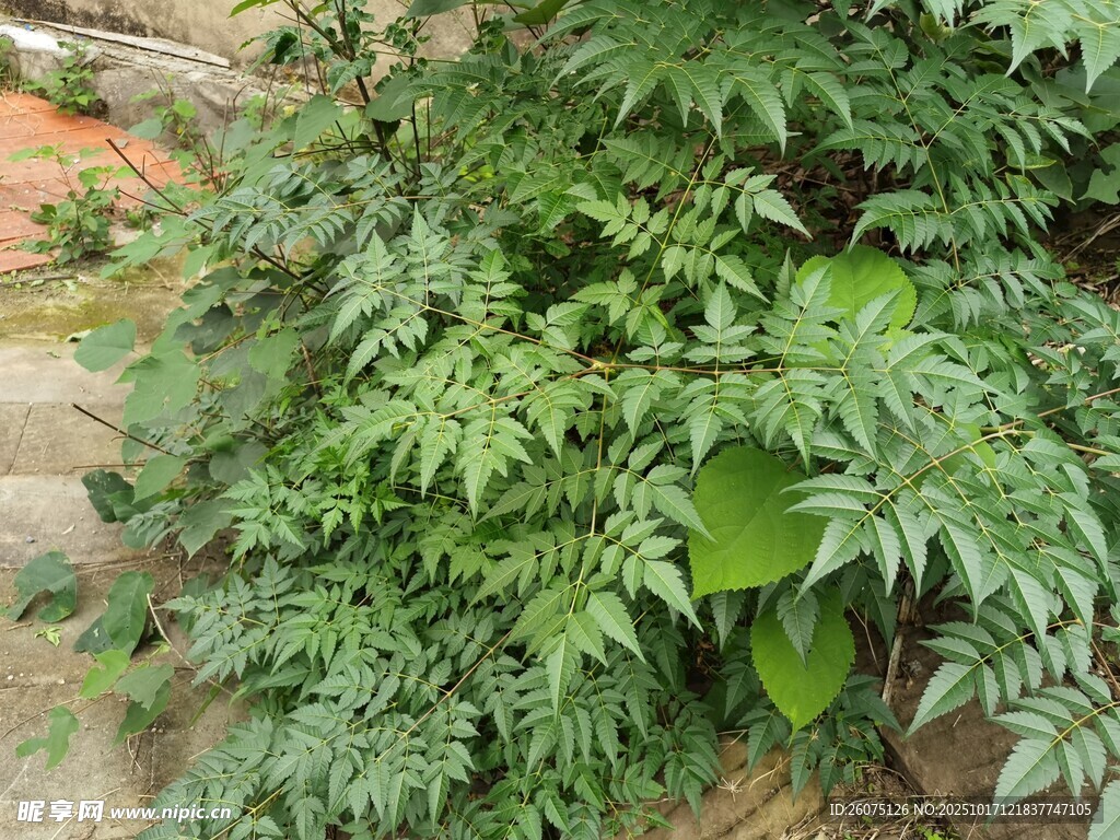 绿叶繁茂的植物景观