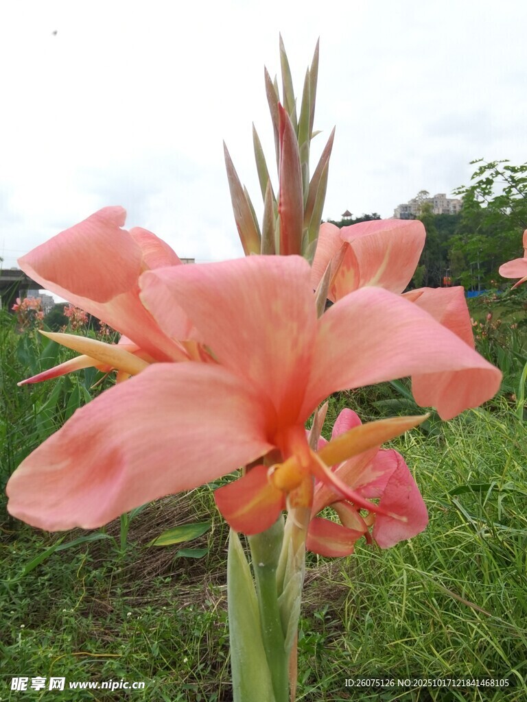 娇艳美人蕉绽放于绿野