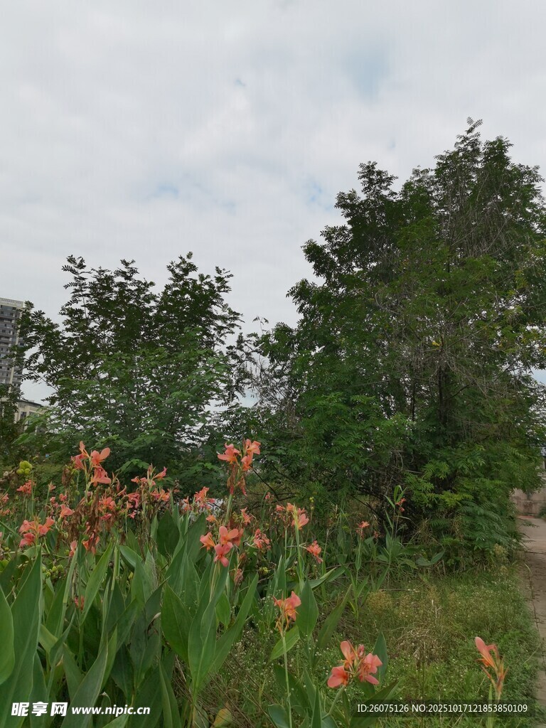 户外繁茂花草与绿树景观