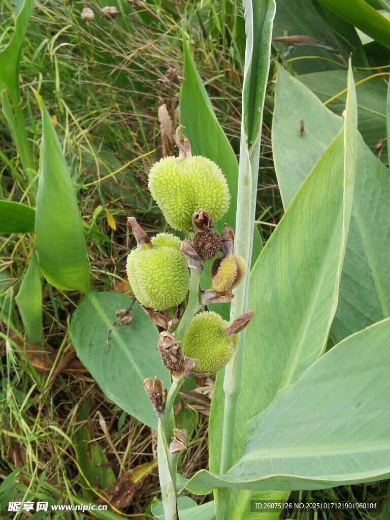 草丛中的青嫩果实