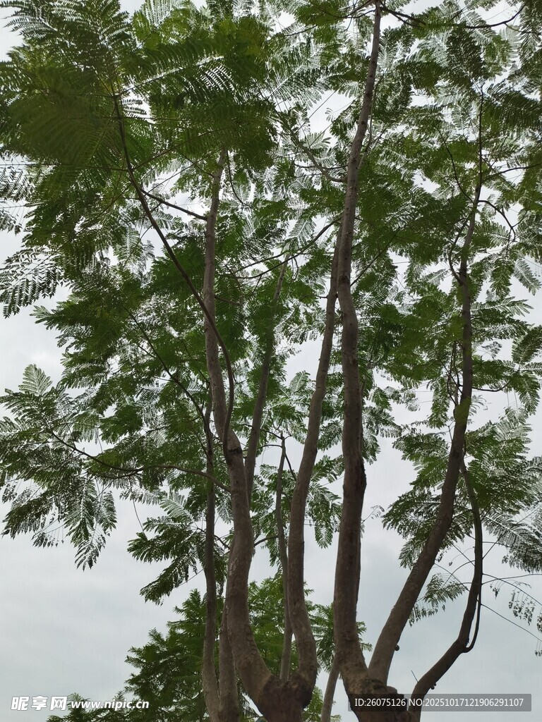 枝叶繁茂的高大树木