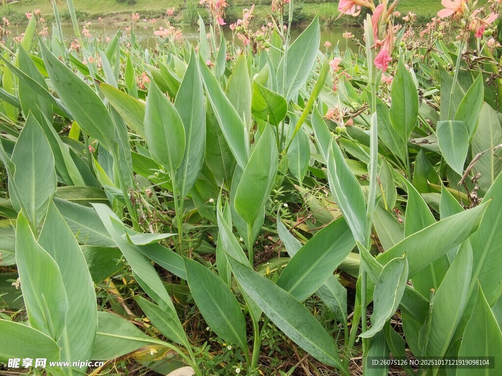 田野中的绿色植物与花朵