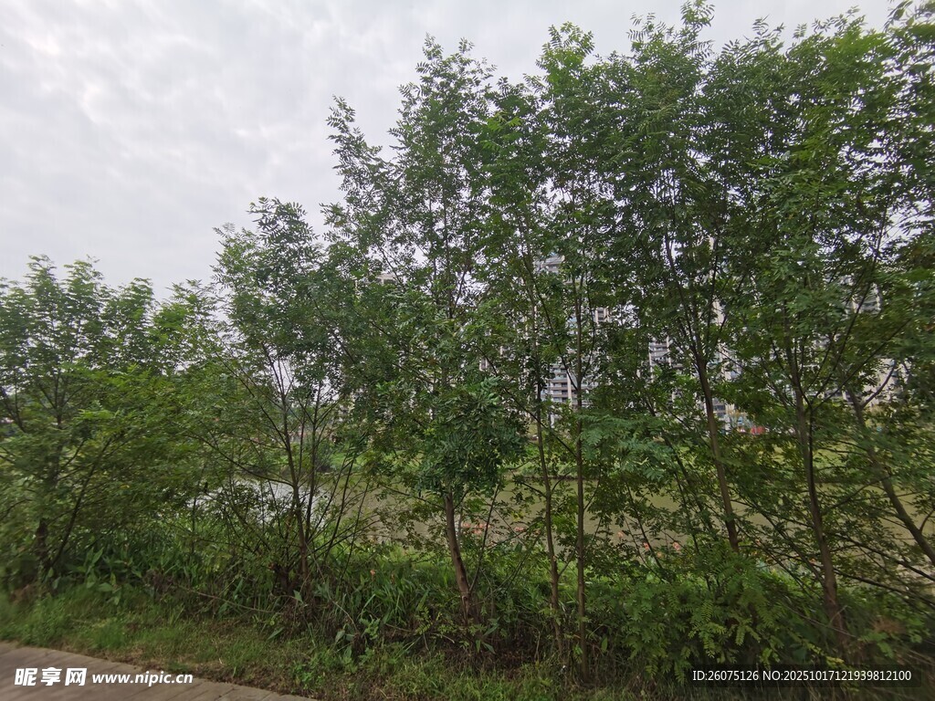 路边葱郁树林景观