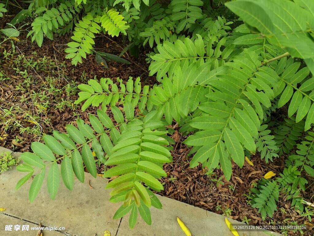 翠绿蕨类植物生机盎然