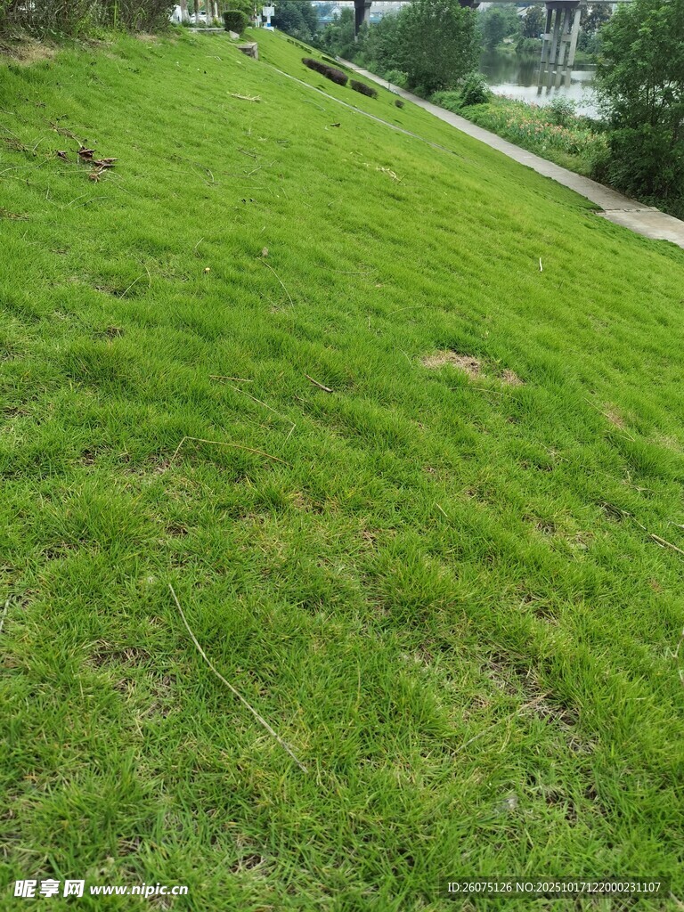 翠绿草坪清新自然景致